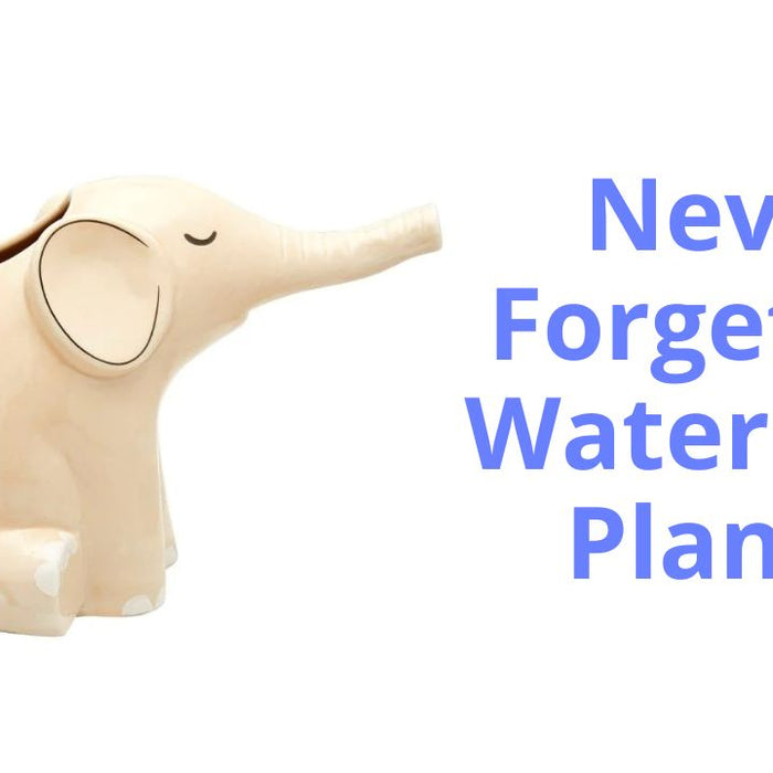 A wonderfully cute but practical novelty gift, perfect to help any house plant enthusiast remember to water their plants.