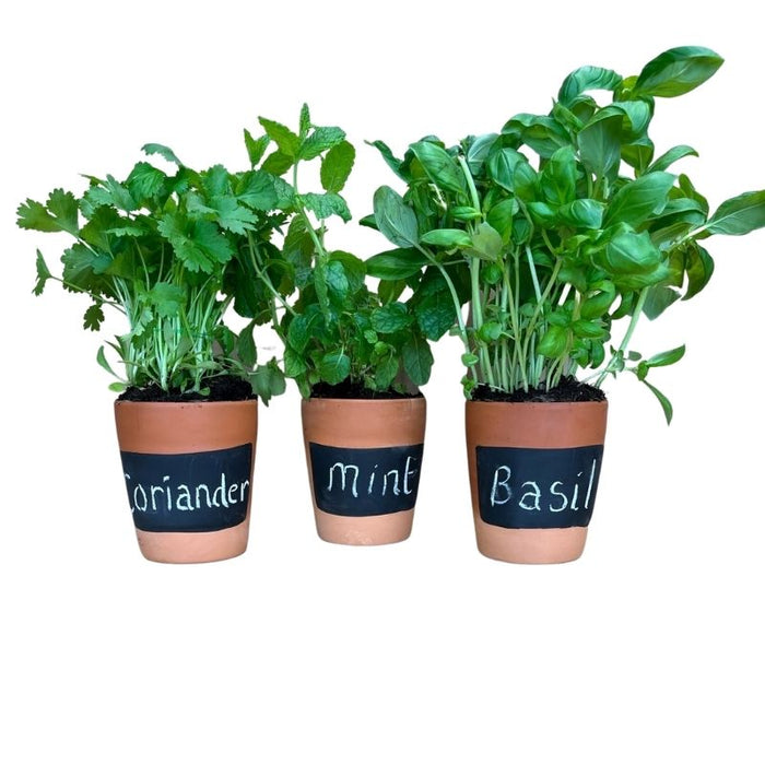 Set of 3 Terracotta Chalkboard Planters